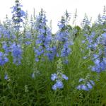 Salvia uliginosa 'African Skies' - SAUGE DES MARAIS