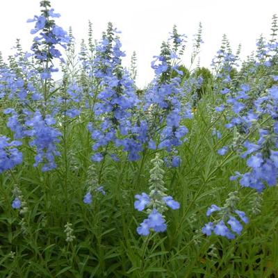 SAUGE DES MARAIS - Salvia uliginosa 'African Skies'