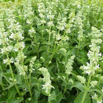 Salvia nemorosa 'Adrian'