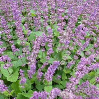 Salvia verticillata 'Endless Love'