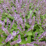 Salvia verticillata 'Hannays Blue' - 