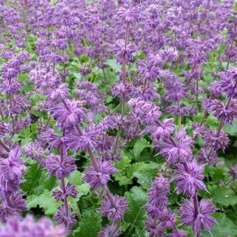 Salvia verticillata 'Purple Rain'