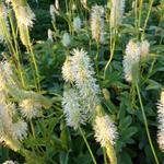 Sanguisorba canadensis - 