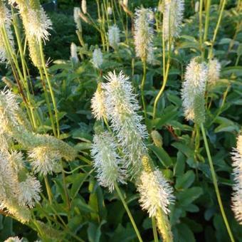 Sanguisorba canadensis