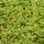 Sanguisorba 'Cangshan Cranberry' - 