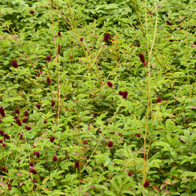 Sanguisorba 'Cangshan Cranberry' - Sanguisorba 'Cangshan Cranberry'