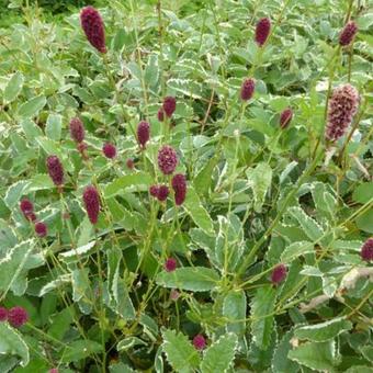 Sanguisorba menziesii 'Dali Marble'