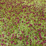 Sanguisorba minor 'Little Angel' - 