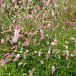 Sanguisorba 'Pink Brushes' - 