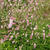 Sanguisorba 'Pink Brushes'