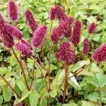 Sanguisorba menziesii - Sanguisorba officinalis subsp. microcephala