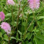 Sanguisorba obtusa - 