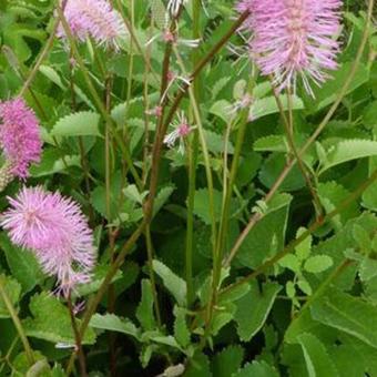 Sanguisorba obtusa