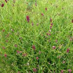 Sanguisorba obtusa 'Chocolate Tipp' - 