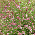 Sanguisorba officinalis 'Pink Tanna' - 