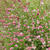 Sanguisorba officinalis 'Pink Tanna'