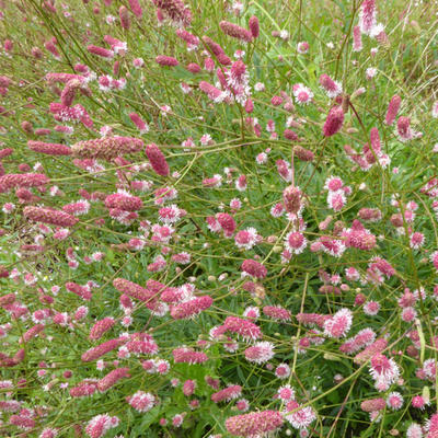 Sanguisorba officinalis 'Pink Tanna' - 