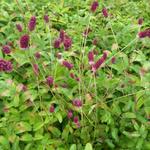 Sanguisorba officinalis 'Red Thunder' - 