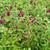 Sanguisorba officinalis 'Red Thunder'