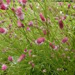 Sanguisorba tenuifolia 'Pink Elephant' - 