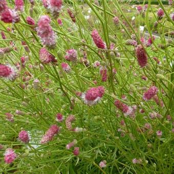 Sanguisorba tenuifolia 'Pink Elephant'