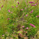 Sanguisorba tenuifolia - Sanguisorba tenuifolia var. purpurea