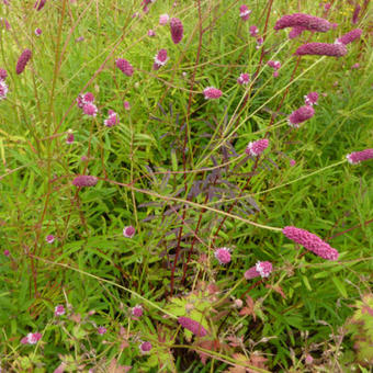 Sanguisorba tenuifolia var. purpurea