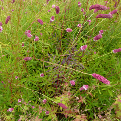 Sanguisorba tenuifolia var. purpurea