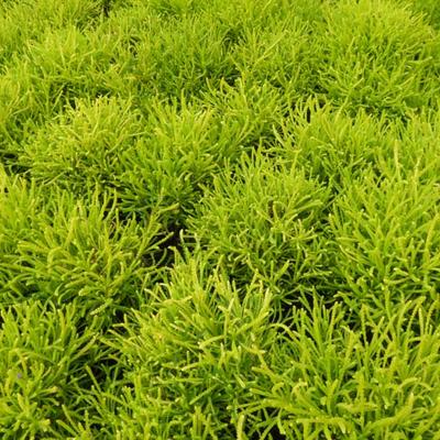 Santolina rosmarinifolia 'Lemon Fizz' - 