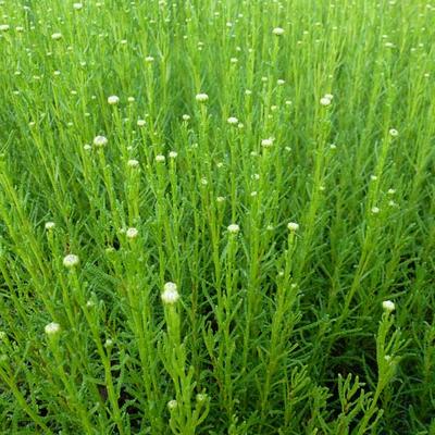 Santolina rosmarinifolia - Santoline à feuilles de romarin