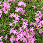 Saponaria 'Bressingham' - 