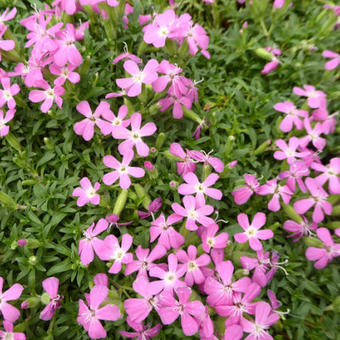 Saponaria 'Bressingham'