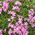 Saponaria 'Bressingham'