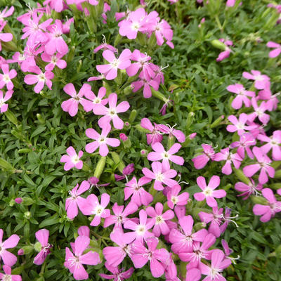 Saponaria 'Bressingham' - 