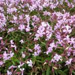 Saponaria lempergii 'Max Frei' - 