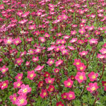 Saxifraga x arendsii 'Peter Pan' (Mossy Group) - Saxifraga x arendsii 'Peter Pan' (Mossy Group)