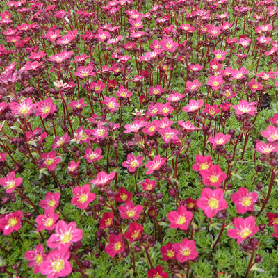 Saxifraga x arendsii 'Peter Pan' (Mossy Group) - 