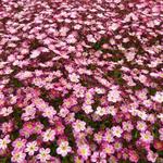 Saxifraga x arendsii 'Pixie Pink' - 