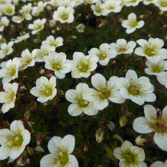 Saxifraga x arendsii 'White Pixie'