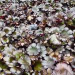 Saxifraga fortunei 'Black Ruby' - 