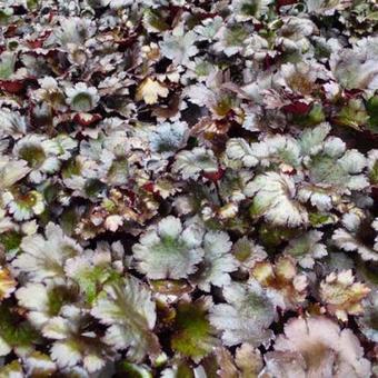 Saxifraga fortunei 'Black Ruby'