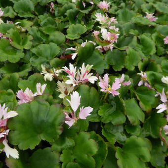 Saxifraga cortusifolia 'Cheap Confections'