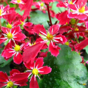 Saxifraga fortunei 'Beni Tsukasa'