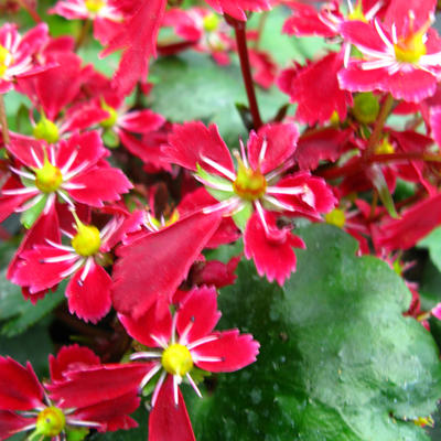 Saxifraga fortunei 'Beni Tsukasa' - 