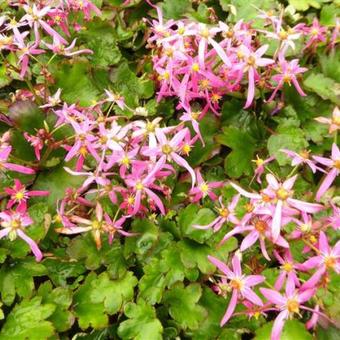 Saxifraga fortunei 'Sugar Plum Fairy'