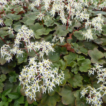 Saxifraga fortunei 'Wada'