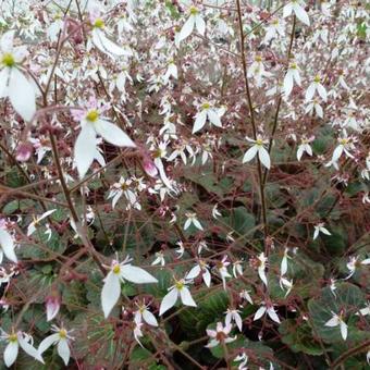 Saxifraga stolonifera 'Cuscutiformis'