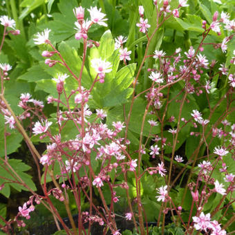 Saxifraga x urbium 'Clarence Elliot'