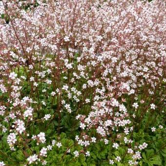 Saxifraga x urbium 'Aureopunctata'