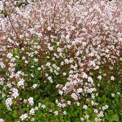 Saxifraga x urbium 'Aureopunctata' - 